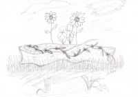Forest garden